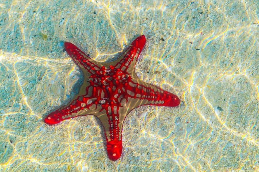 Mnemba Island, The Island Pongwe, Blue Lagoon Tour, The Rock - Who this Mnemba Island Pongwe Blue Lagoon tour is best for