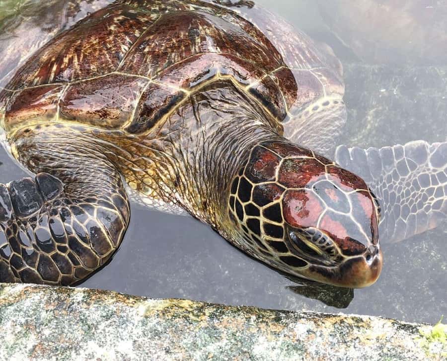 Mnemba Island, Turtle Tour, Kuza Cave, The Rock - Mnemba Island Turtle Tour, Kuza Cave, and The Rock: the big idea