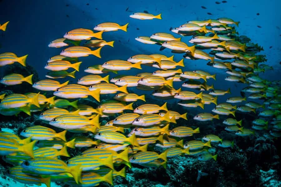 Mnemba Island, Turtle Tour, Kuza Cave, The Rock - The Rock at 16:00: the iconic Zanzibar viewpoint where lunch fits