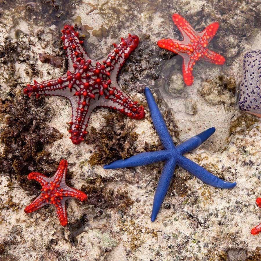 Mnemba Island, Turtle Tour, Kuza Cave, The Rock - Price and value: what $160 per person buys you