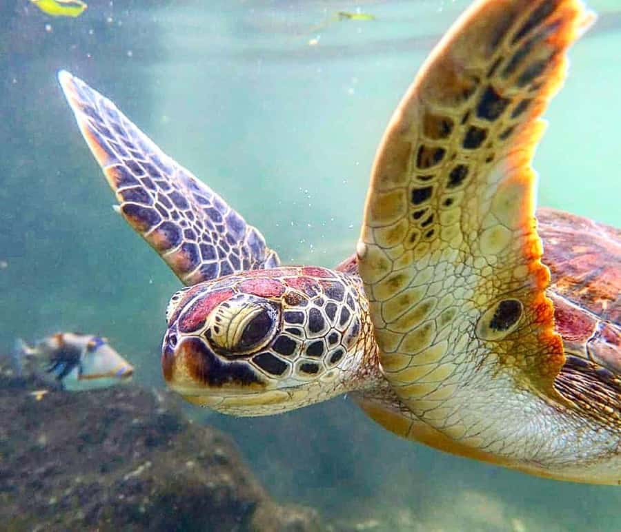 Mnemba Island, Turtle Tour, Kuza Cave, The Rock - Baraka Natural Aquarium: the underwater world without the fuss