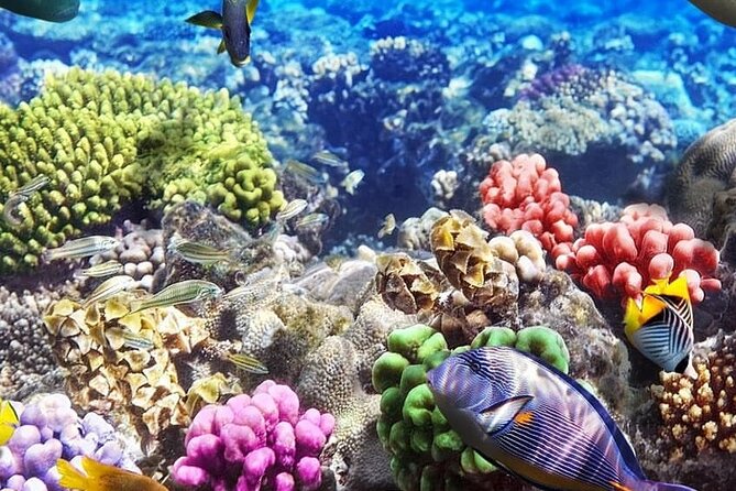Mnemba Island with Lunch; Salaam Cave; Kuza Cave Tour; The Rock - Pickup, private transport, and why the schedule feels doable