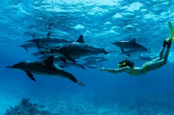 Mnemba Snorkeling, Dolphin and Baraka Natural Aquarium - Dolphin point first: how the encounter fits into the day