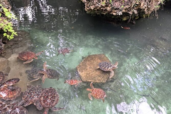 Mnemba Snorkeling, Dolphin and Baraka Natural Aquarium - Mnemba marine conservation snorkeling: reef time and fish you can name