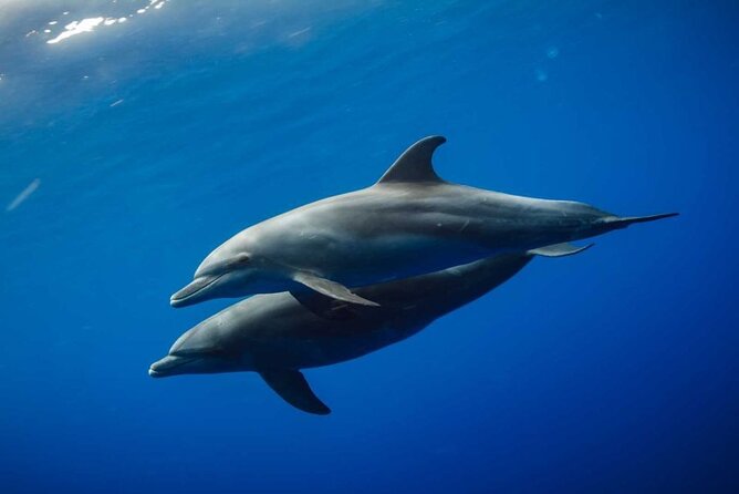 Mnemba Snorkeling, Dolphin and Baraka Natural Aquarium - Sandbank time: the fun part that changes with the tide