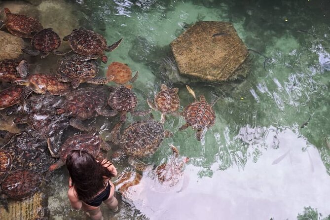 Mnemba Snorkeling, Dolphin and Baraka Natural Aquarium - Nungwi sea turtles at Baraka or Mnarani Natural Aquarium