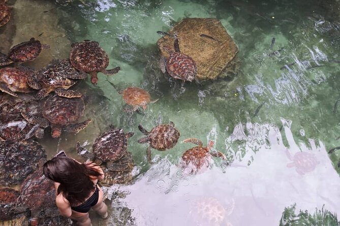 Mnemba Snorkeling, Dolphin and Baraka Natural Aquarium - Price and value: what $75 gets you in Zanzibar time