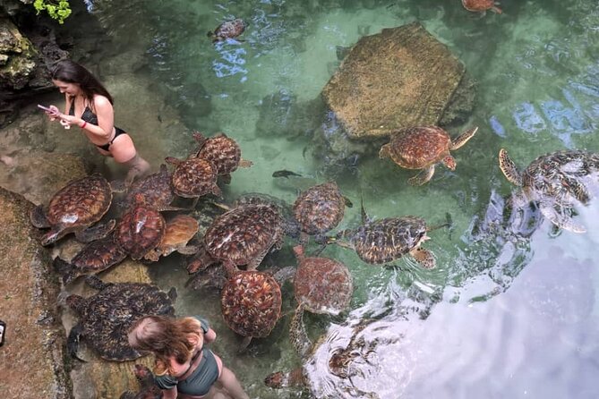 Mnemba Snorkeling, Dolphin and Baraka Natural Aquarium - How fit, comfort, and swim comfort affect your day
