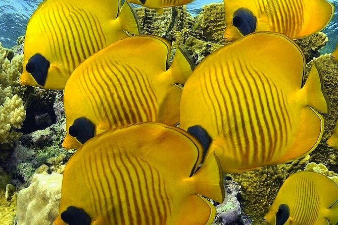 Mnemba Snorkeling, Kuza Cave, Blue Lagoon, Starfish Tour, The Rock Restaurant - Price and logistics: what $140 buys you, and where the day can feel long