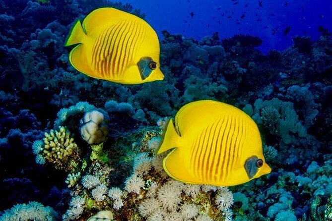 Mnemba Snorkeling; Kuza Cave; Paje Beach; The Rock; Salaam Cave - Stop 1: Mnemba Island for dolphin encounters and coral garden snorkeling