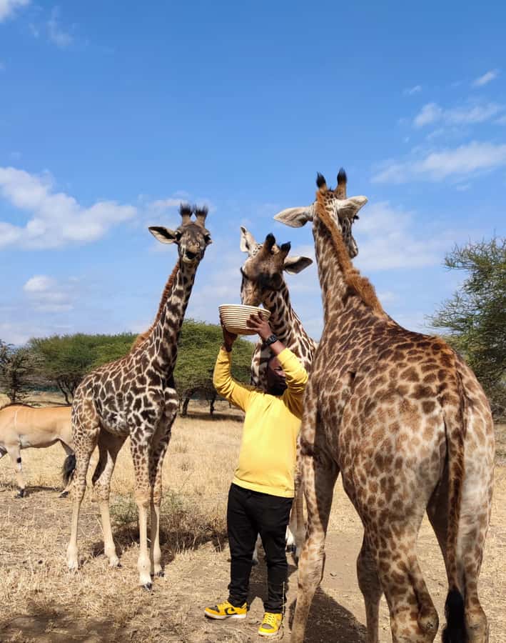Moshi: Serval Wildlife Tour with food and drinks - Picking up in Arusha or Moshi: Confirm your exact drop-off plan
