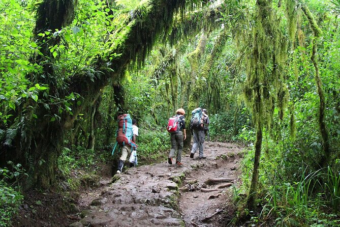 Mount Kilimanjaro Day Hike Through Marangu Route to Mandara Hut - Maundi Crater after lunch: a short change of pace