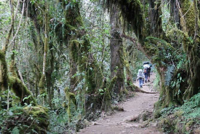 Mount Kilimanjaro Day Hike - Mandara Hut lunch: your break with a mountain view in reach