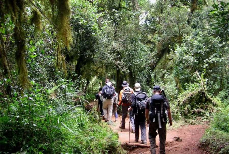 Mount Kilimanjaro National Park Day Trip - What This 9-Hour Kilimanjaro Day Trip Really Gives You