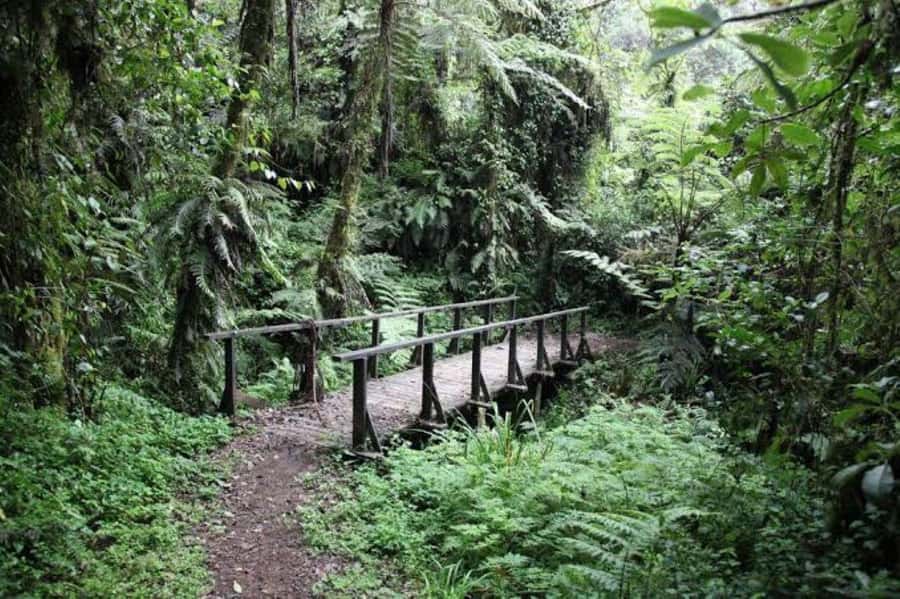 Mount Kilimanjaro National Park Day Trip - Mandara Hut Break: Lunch, Rest, and Learning the Park