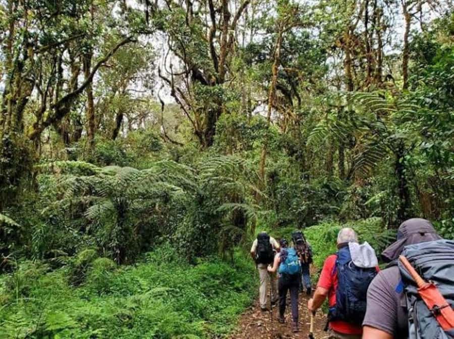 Mount Kilimanjaro National Park Day Trip - Wildlife, Birds, and Photo Opportunities You Can Actually Use