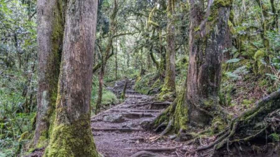 Mount Kilimanjaro National Park Day Trip - The Comfort and Fitness Reality Check
