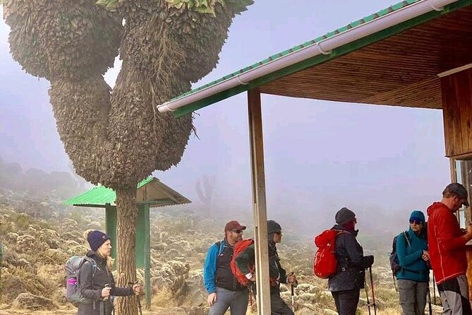 Mountain Kilimanjaro Climbing 7 Days Machame Route - Lava Tower moorland and the “walk high, sleep low” rhythm