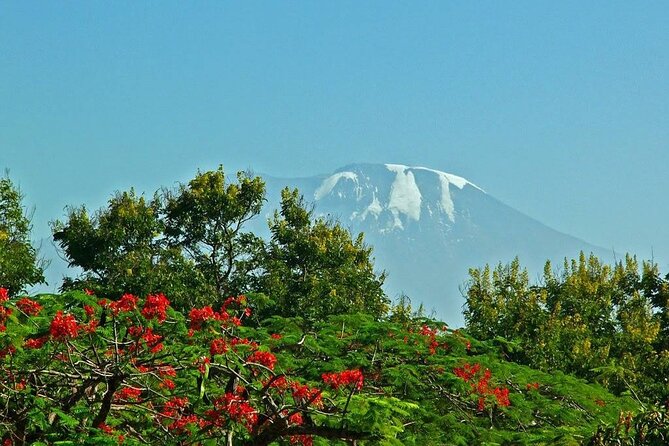 Mountain Kilimanjaro Climbing 8 Days Lemosho Route - Day 1: From the forest start up toward Mti Mkubwa (2650m)