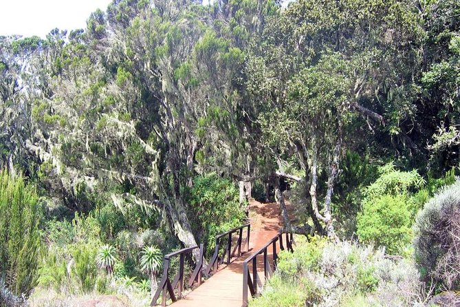 Mt Kilimanjaro Day Hike - Who should book this Kilimanjaro day hike?