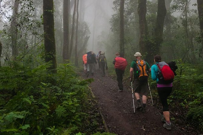 Mt Kilimanjaro Day Hike - The rainforest trail: misty steps, moss, and monkey sightings