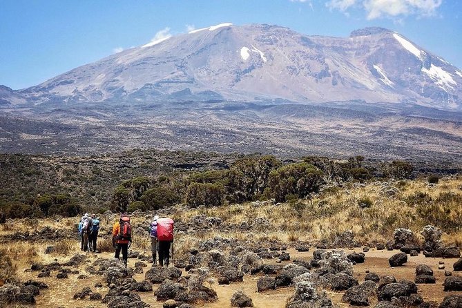 Mt.kilimanjaro Lemosho Route - Day 3: Lava Tower at 4,630 m, Then Down to Barranco