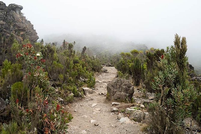 Mt.kilimanjaro-machame Route - The Team on Kilimanjaro: Your Guides Are the Trek