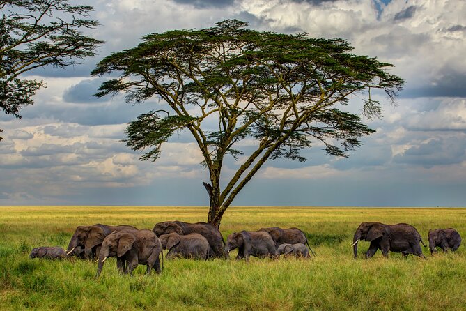 Multi-Day Camping Safari Experience in Arusha - Ndutu calving season: why this safari starts timing your trip