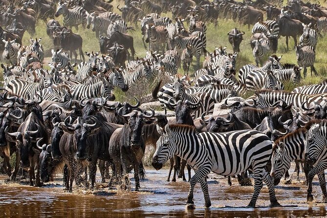 Multi-Day Camping Safari Experience in Arusha - Ndutu plains all day: short grass, newborn wildebeest, predator odds