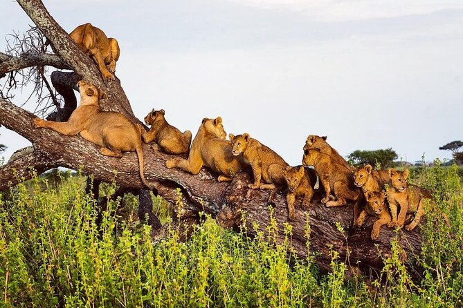 Multi-Day Camping Safari Experience in Arusha - Sunrise drives in Serengeti, then onward to Ngorongoro