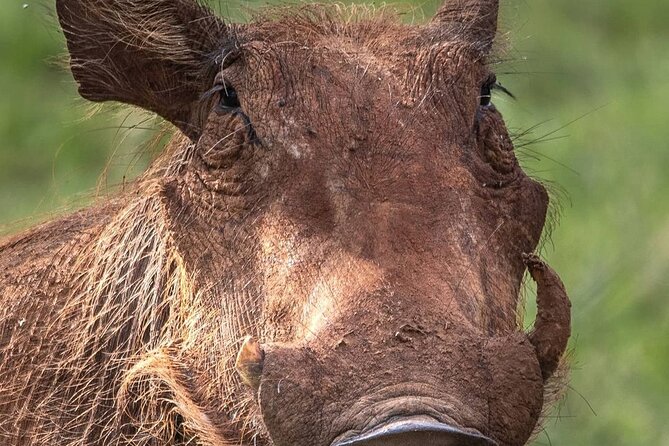 Multi-Day Camping Safari Experience in Arusha - Lake Manyara and the Mto wa Mbu biking change of pace