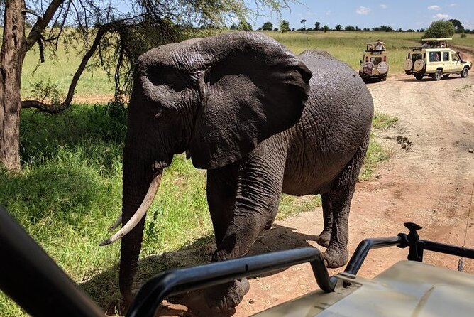 Multi-Day Tanzania Odssey Safari from Arusha - Day 1: Arusha Arrival and a Soft Start at Mount Meru