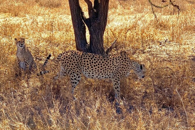 Multi-Day Tanzania Odssey Safari from Arusha - Ngorongoro Crater: One Descent, Lots of Wildlife Density