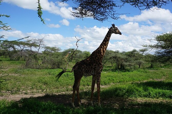 Multi-Day Tanzania Odssey Safari from Arusha - Day 7: Back to Arusha, With the Kogatende Flight in Your Hands