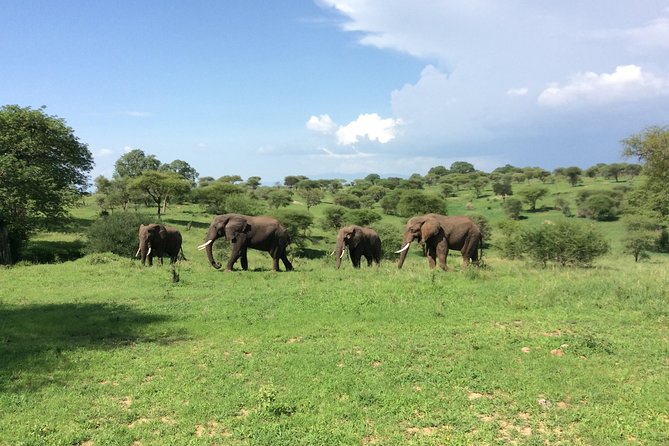 Multi-Day Tanzania Odssey Safari from Arusha - Private Safari Setup: Why It Feels More Comfortable Than Group Tours