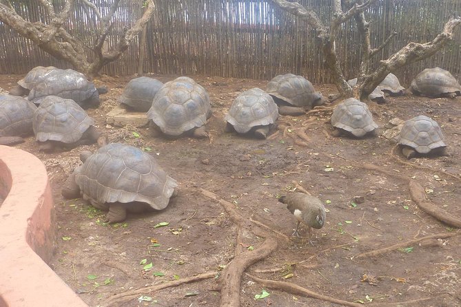 Nakupenda Beach Day Tour in Zanzibar - Common drawbacks to factor in before you book