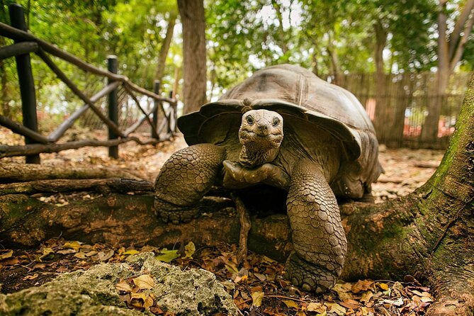 Nakupenda Sandbank and Prison Island Full Day Tour - Nakupenda Beach Nature Reserve: why the sandbank time feels special