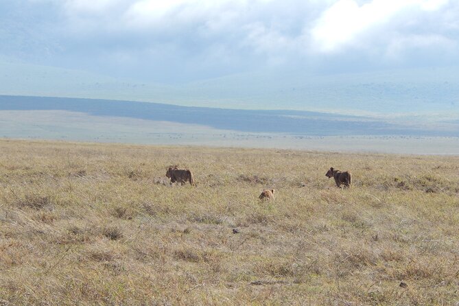 Ngorongoro Adventure Day Tour from Arusha - Open-roof 4WD: comfort, views, and how spotting gets easier