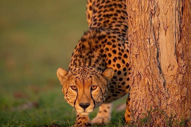 Ngorongoro Adventures in a day - From Pangani Street to the crater: the drive and timing that shape your day