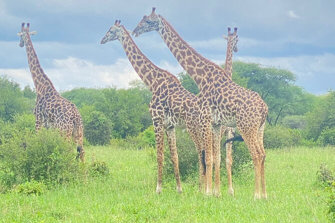 Ngorongoro Crater Day Trip – Shared Group Safari - Lake Magadi flamingos, plus serious birdwatching time