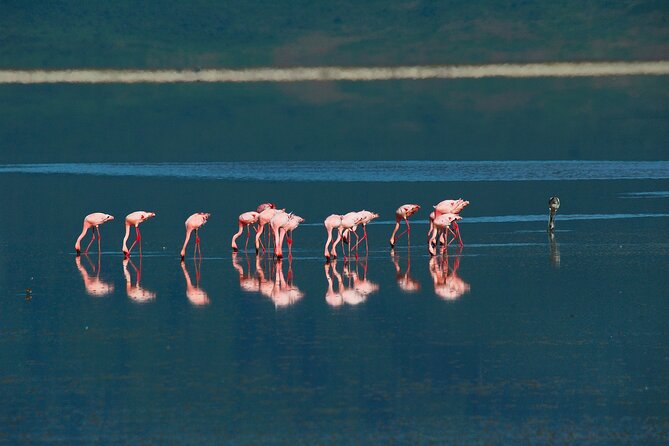 Ngorongoro Crater Day Trip – Shared Group Safari - Scenic crater views, birdlife, and why this day feels full