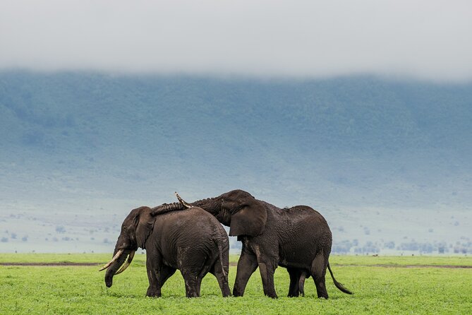 Ngorongoro Crater Day Trip – Shared Group Safari - The Big Five in one intact caldera, including black rhino odds