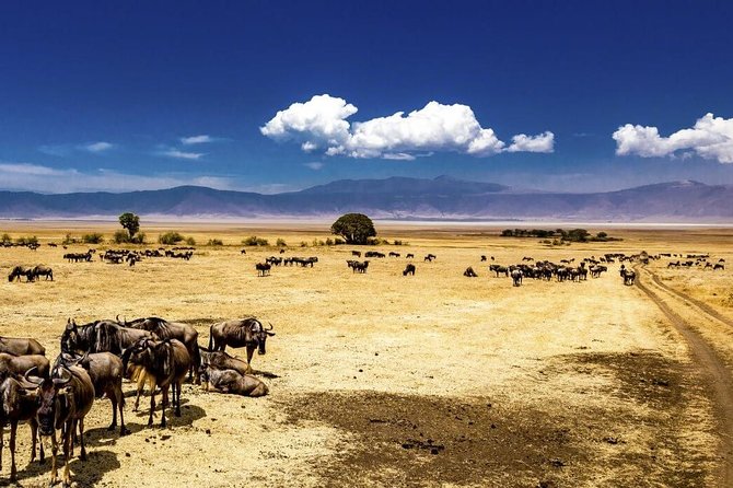 Ngorongoro Crater Exclusive: A Journey into Africa’s Eden - Romantic Picnic at the Hippo Pool: The Details You Should Confirm