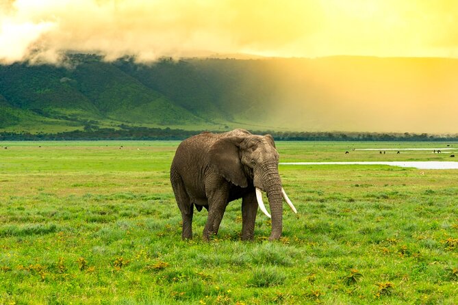 Ngorongoro Crater Exclusive: A Journey into Africa’s Eden - Crater Rim Views and the Planned Descent