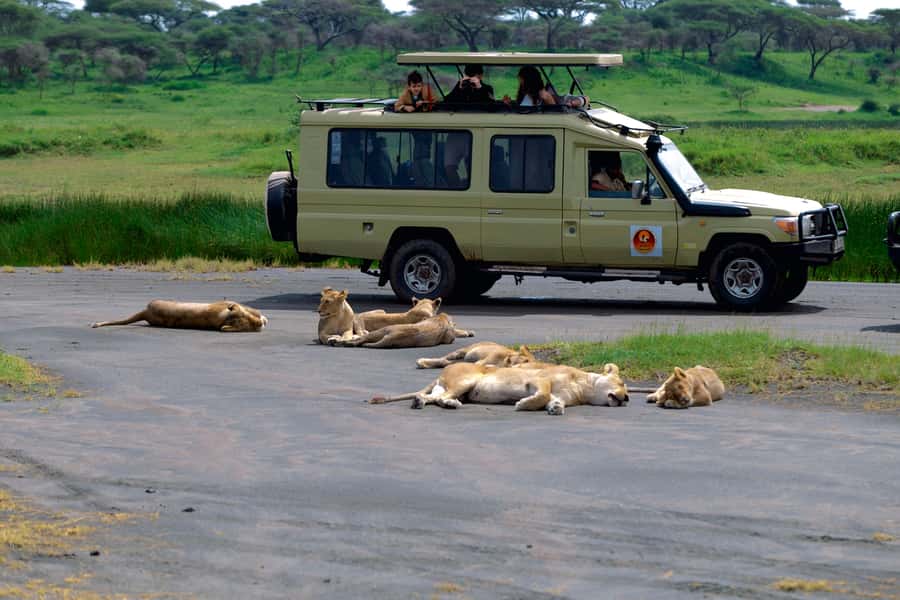 Ngorongoro Crater: Full-Day Safari Tour - How the day runs from Arusha: pickup, crater rim, descent, and the long return