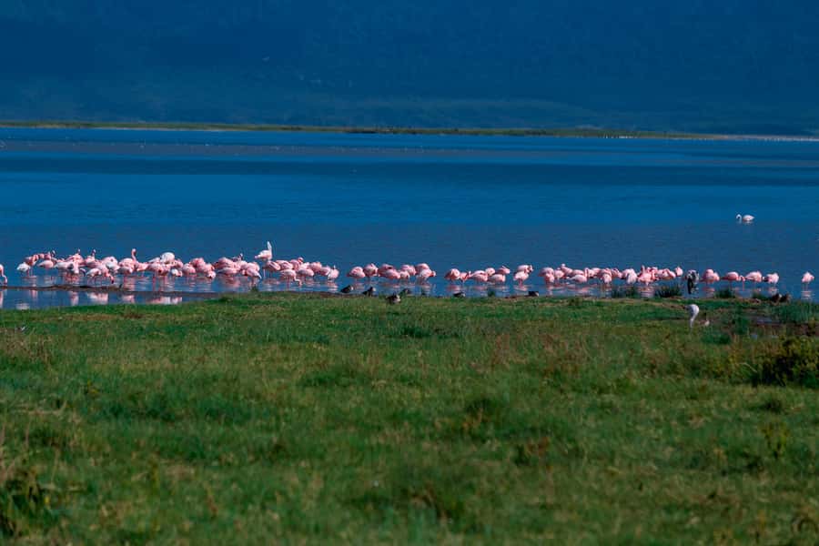 Ngorongoro Crater: Full-Day Safari Tour - Price and value at $291 per person: what you are paying for