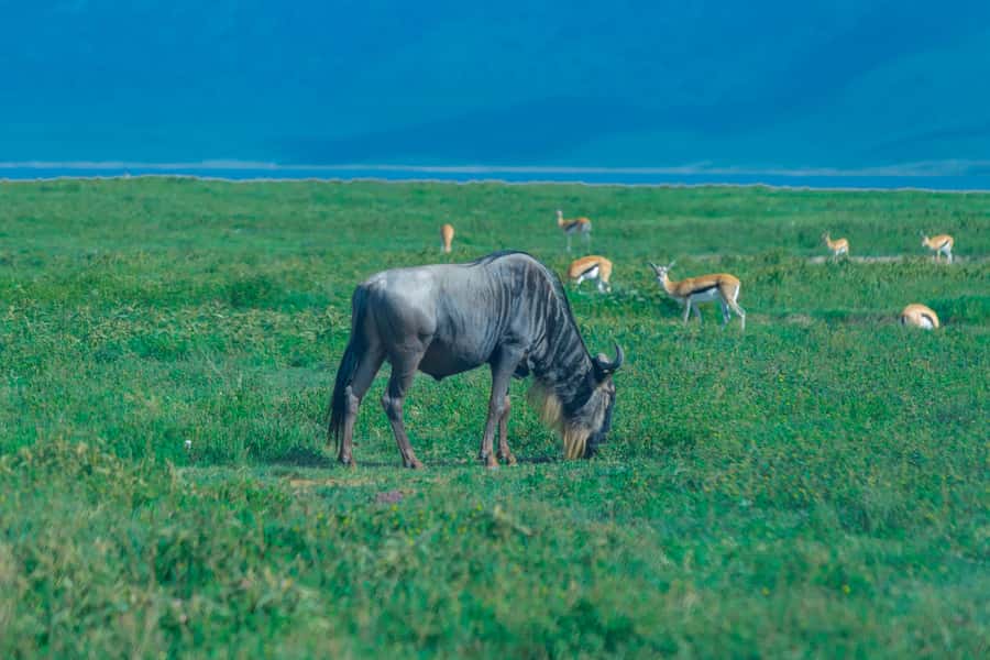Ngorongoro Crater: Full-Day Safari Tour - Arusha Pickup and the Timing That Shapes Your Whole Day