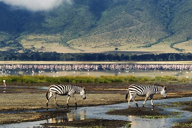 Ngorongoro Day Trip - Key highlights to watch for