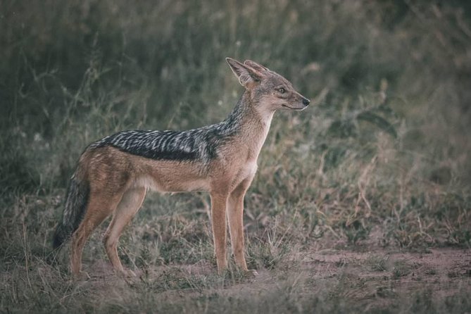 Northern-circuit Adventure - Day 1 at Momella Lakes, flamingos plus acacia country