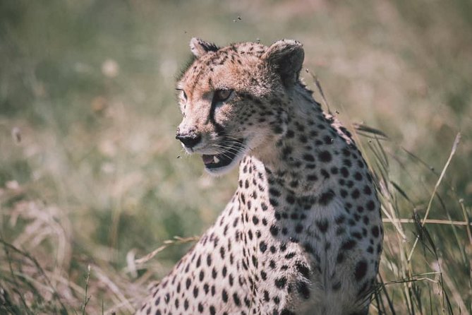 Northern-circuit Adventure - Day 2 at Lake Manyara, an alkaline lake with serious birdlife